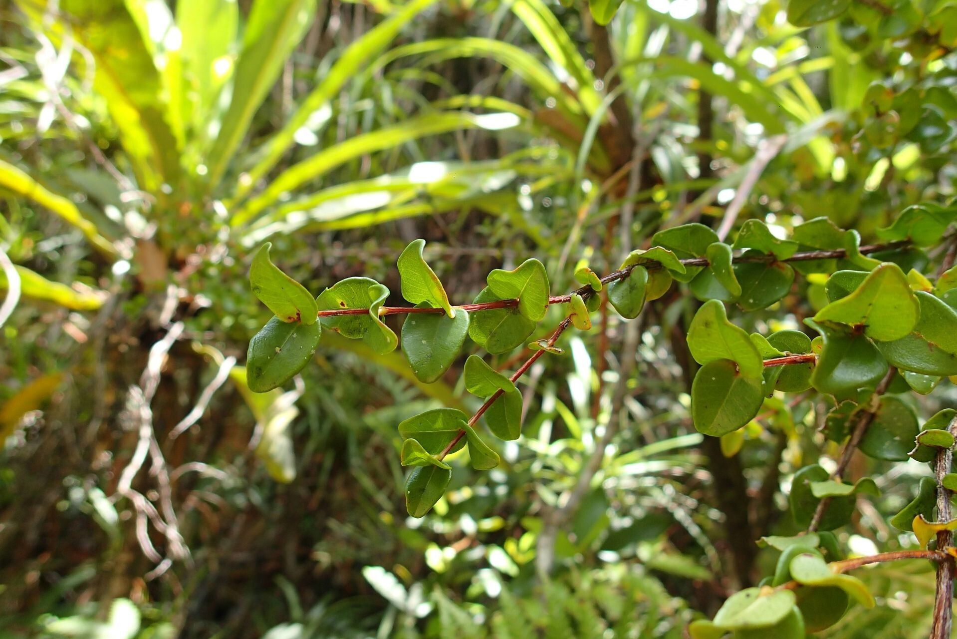 Syzygium tenuiflorum — houseplant care guide