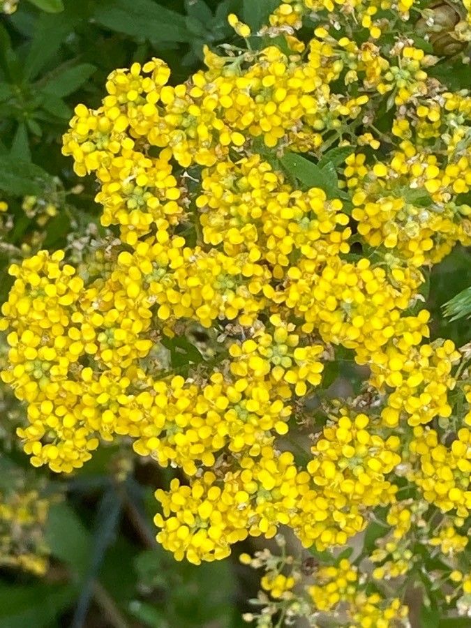 Alyssum murale flower