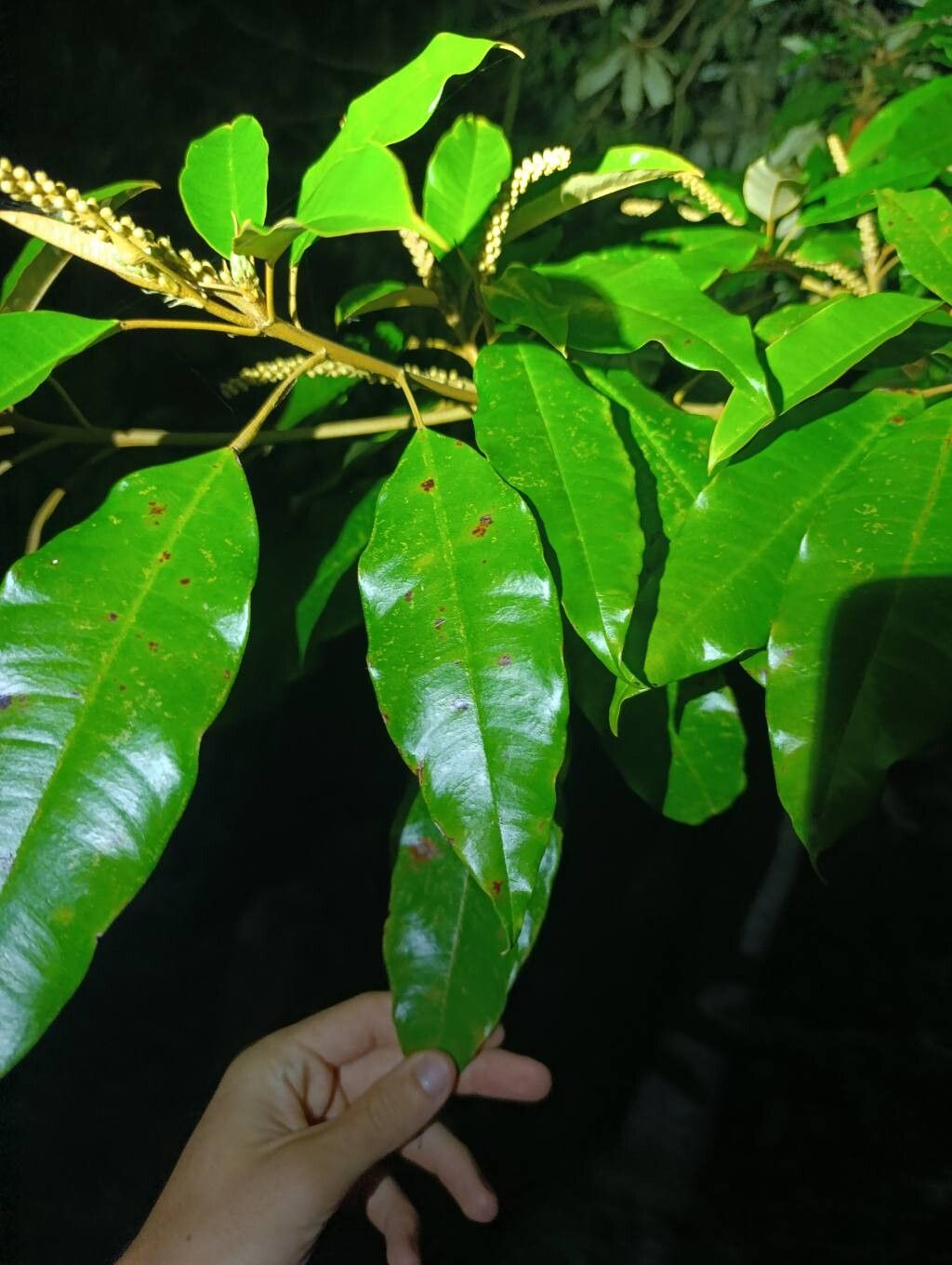 Croton argyrodaphne — houseplant care guide