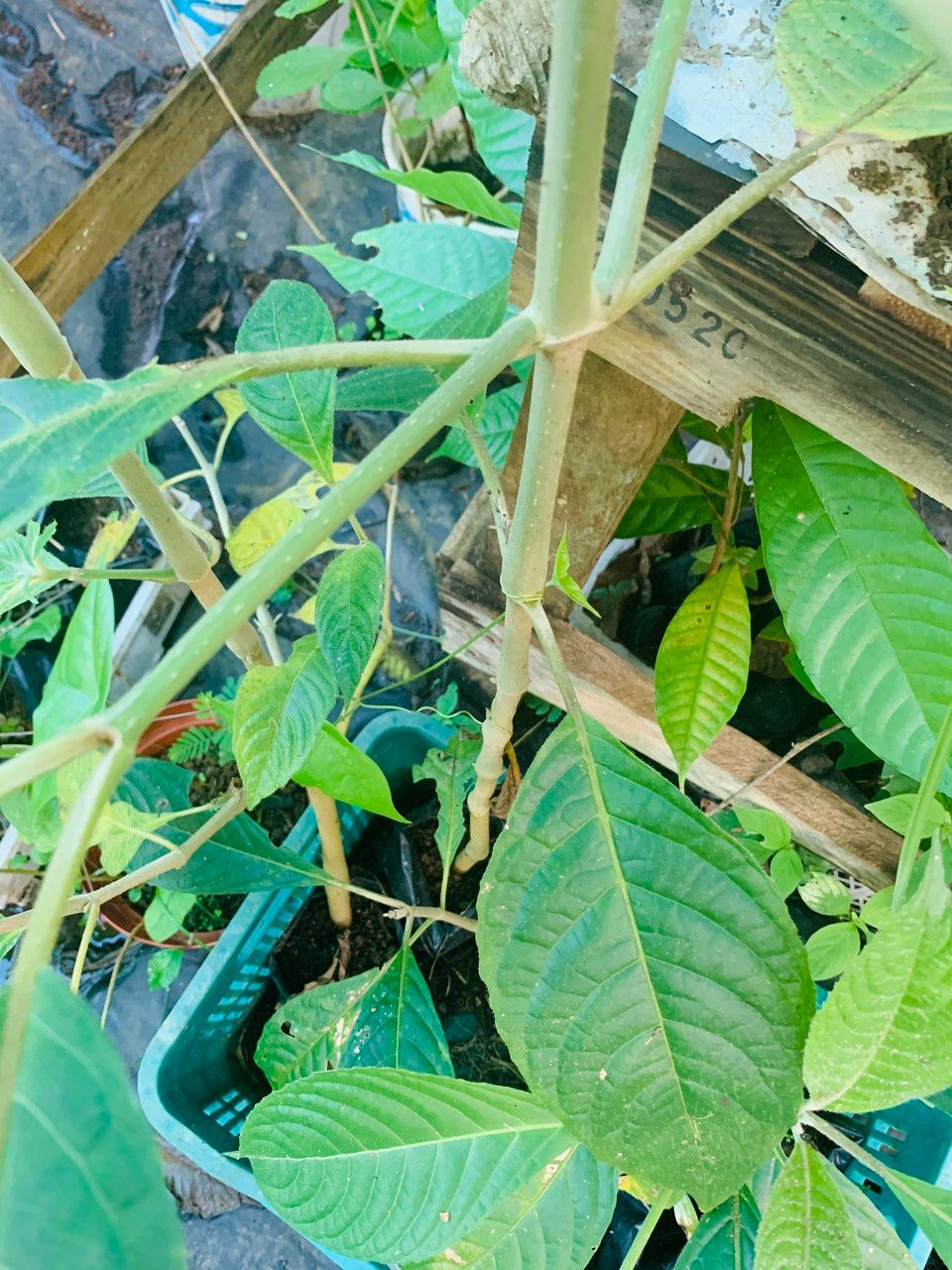 Trichanthera gigantea bark