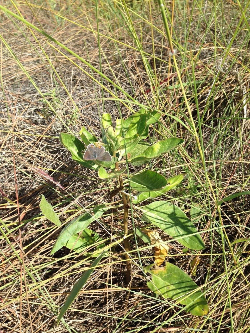 Asclepias emoryi habit