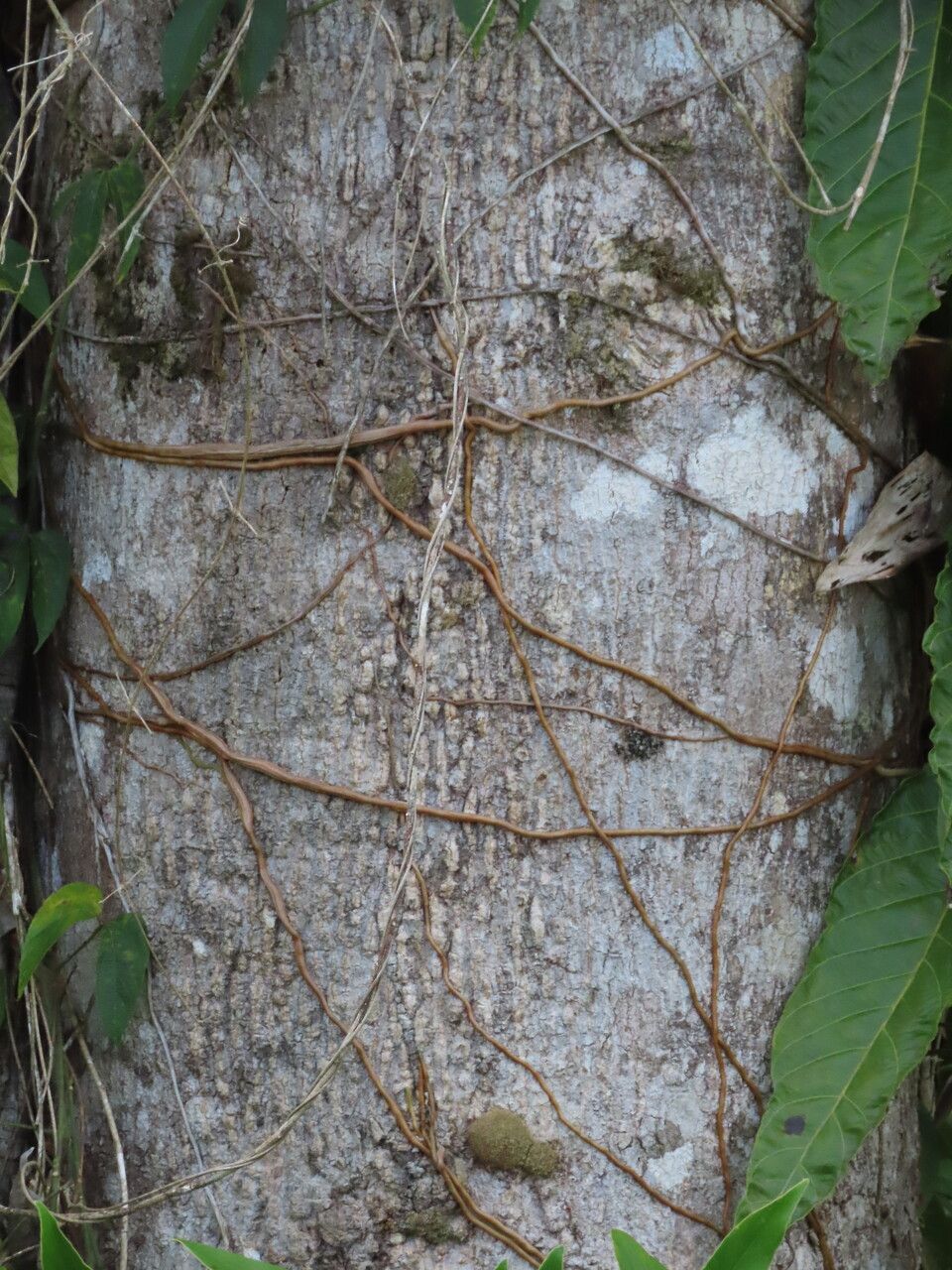 Hernandia didymantha bark