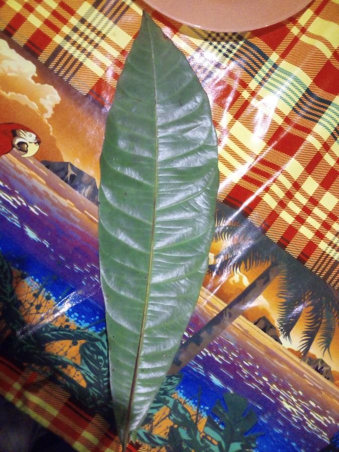 Quiina oiapocensis — houseplant care guide