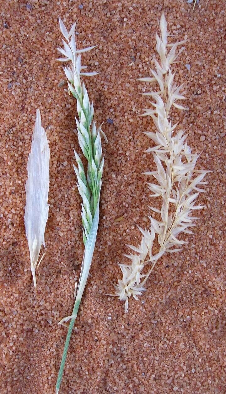 Eragrostis racemosa flower