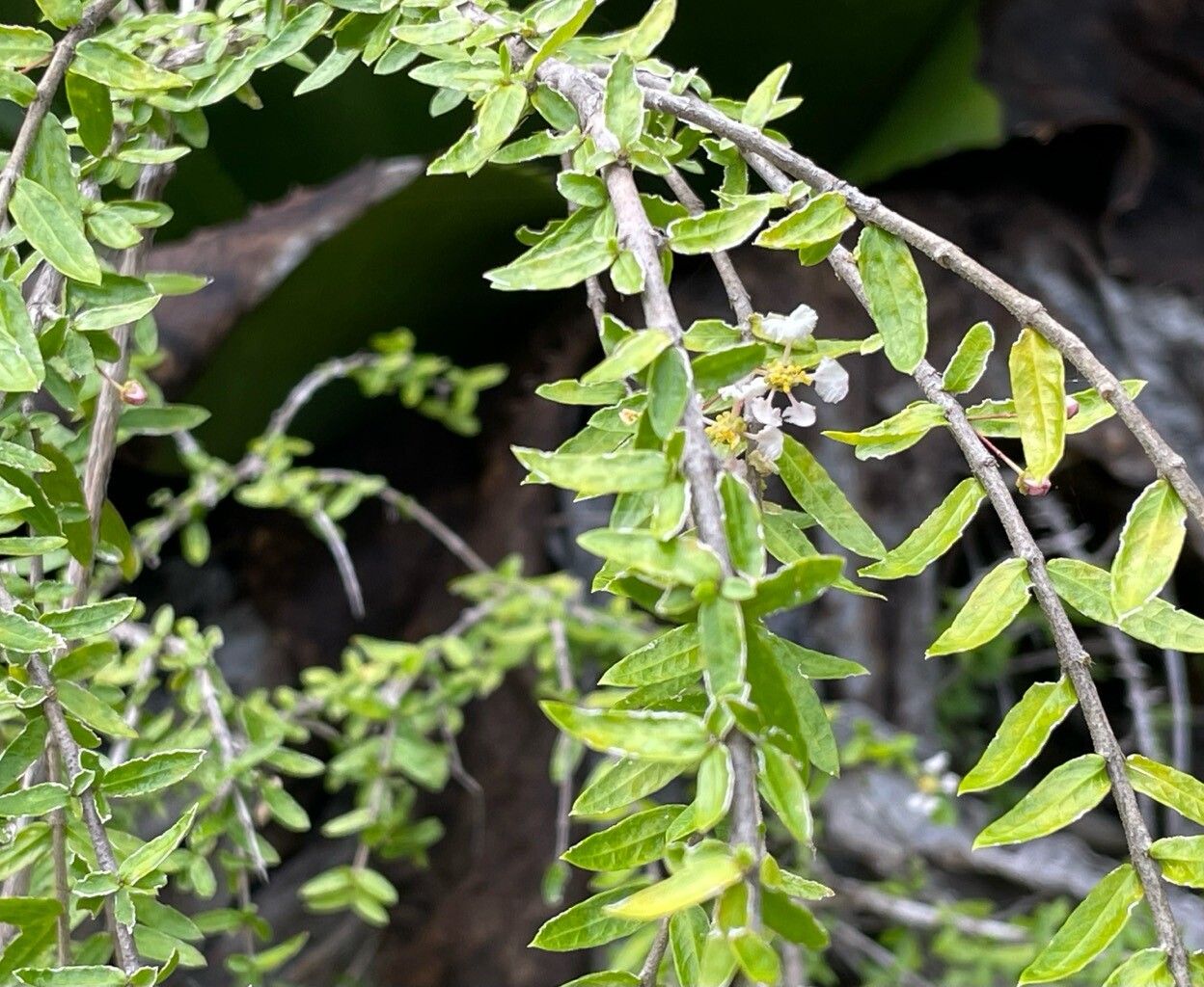 Malpighia cubensis flower