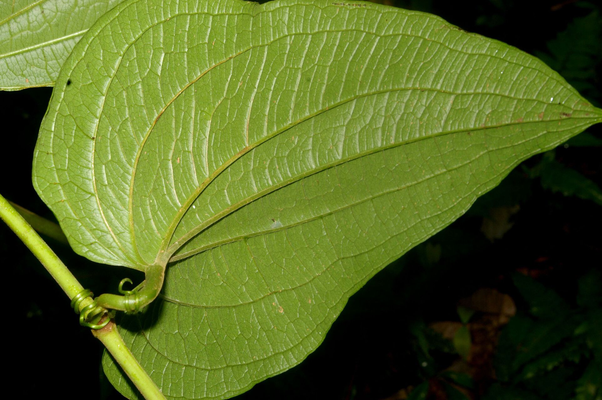 Smilax mollis leaf