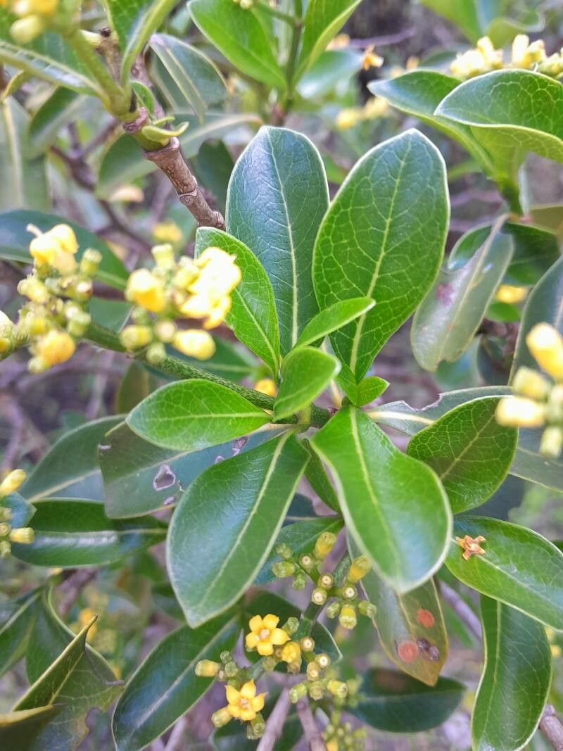 Psychotria isalensis leaf