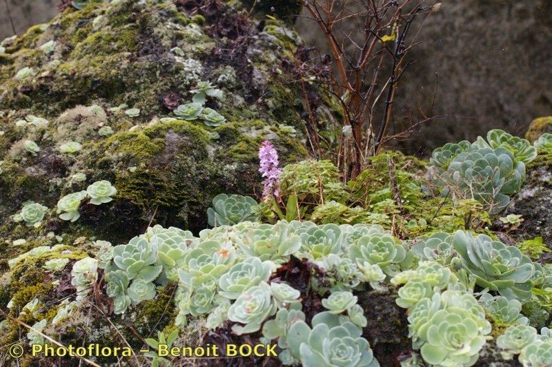 Orchis canariensis habit