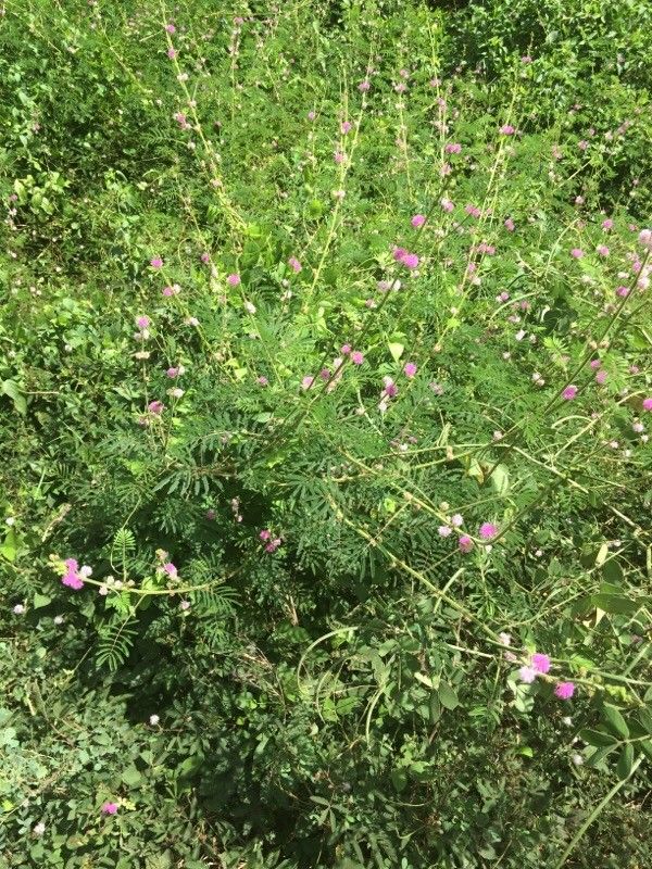 Mimosa diplotricha bark
