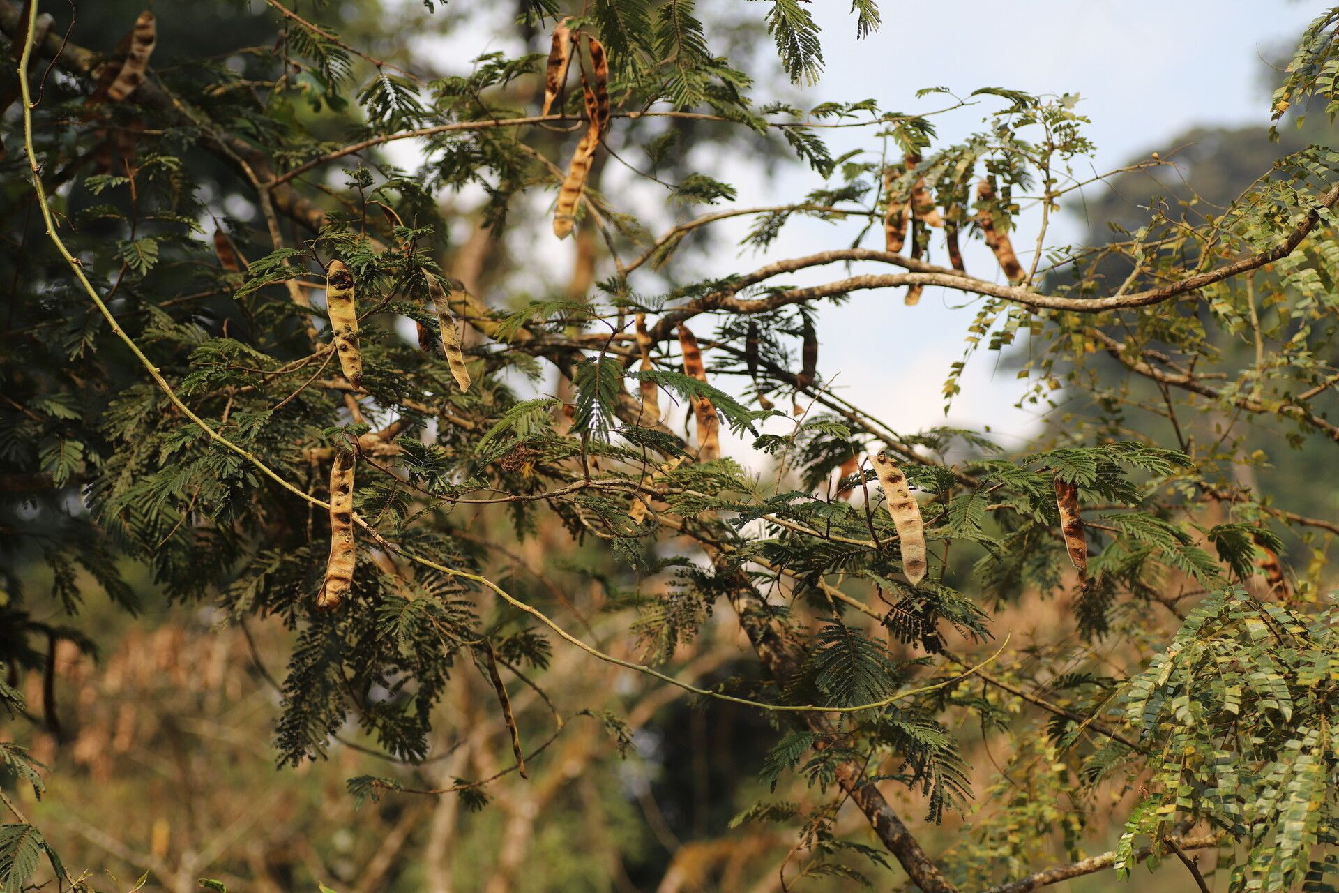 Senegalia montigena — houseplant care guide