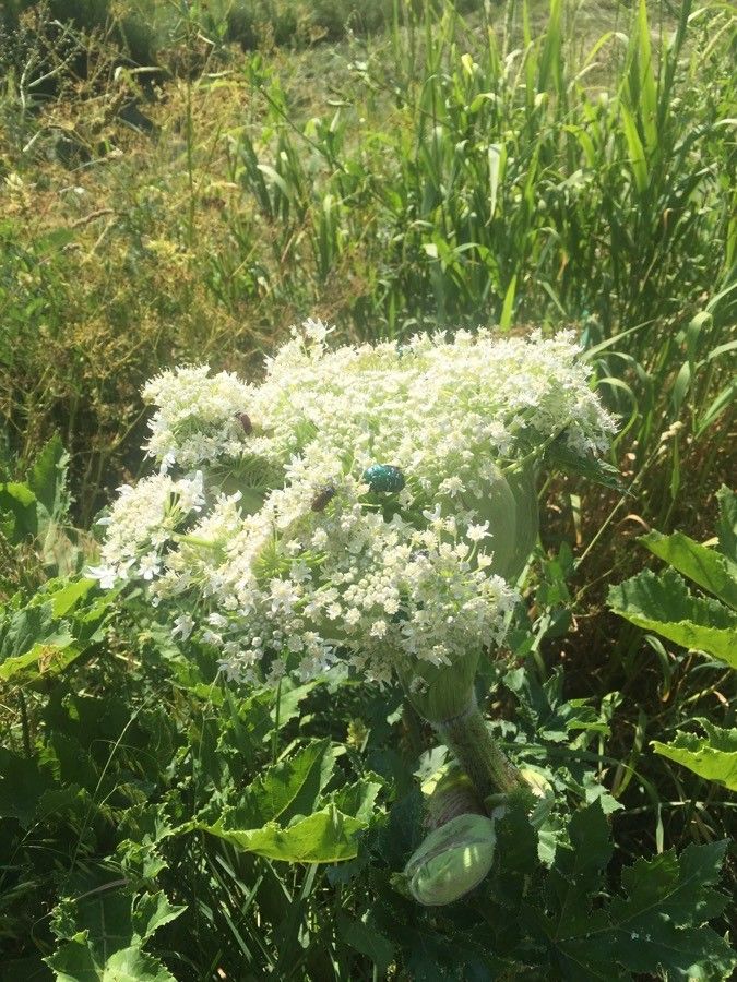 Heracleum lanatum flower