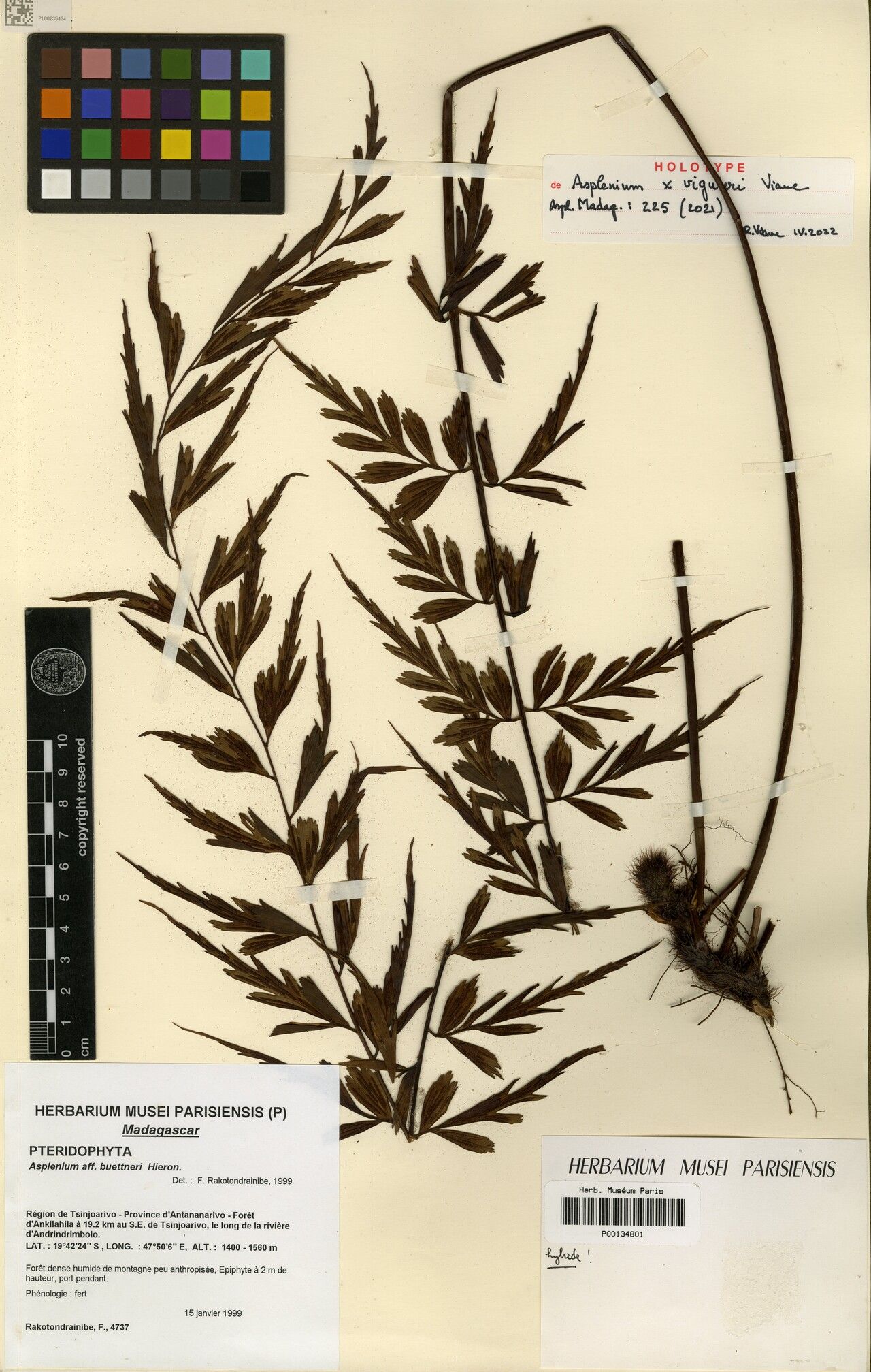 Asplenium × viguieri — houseplant care guide