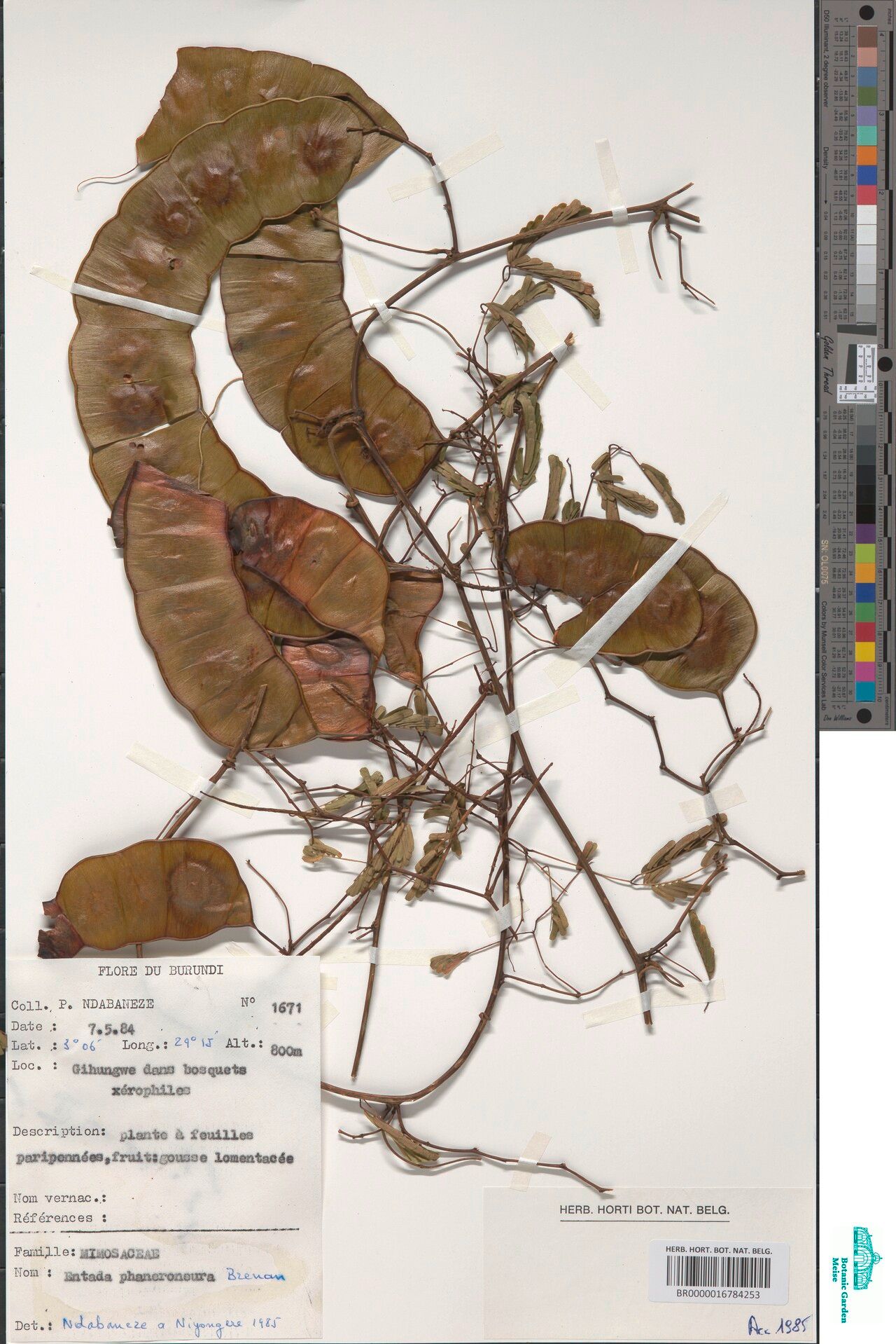 Entada phaneroneura — search result for 'Entada'