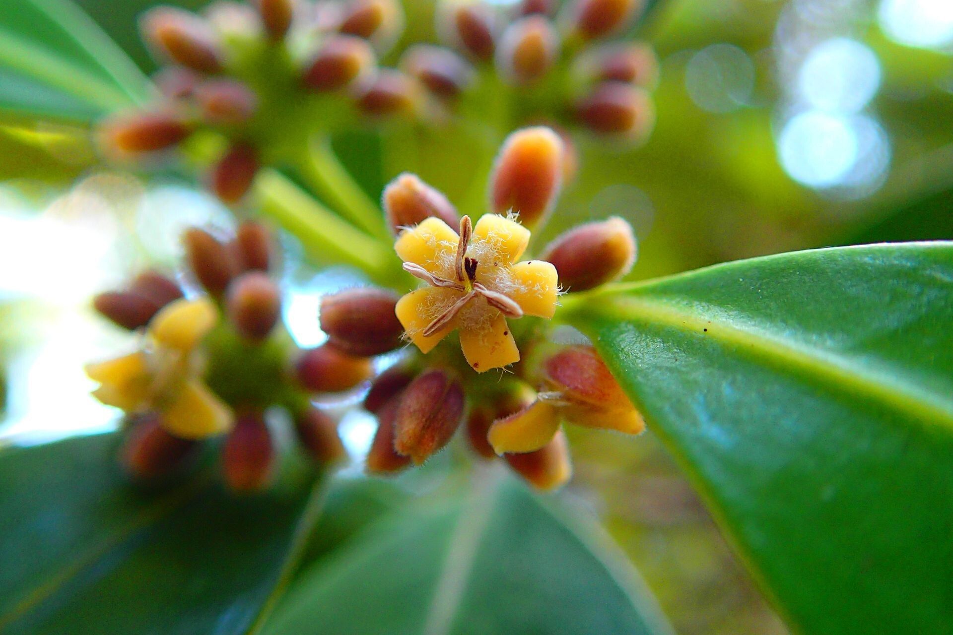 Gynochthodes neocaledonica — houseplant care guide