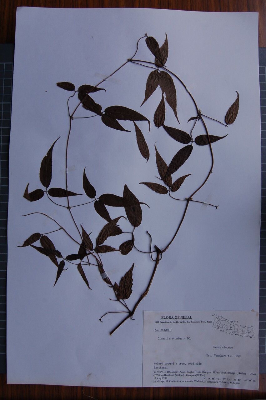 Clematis acuminata other