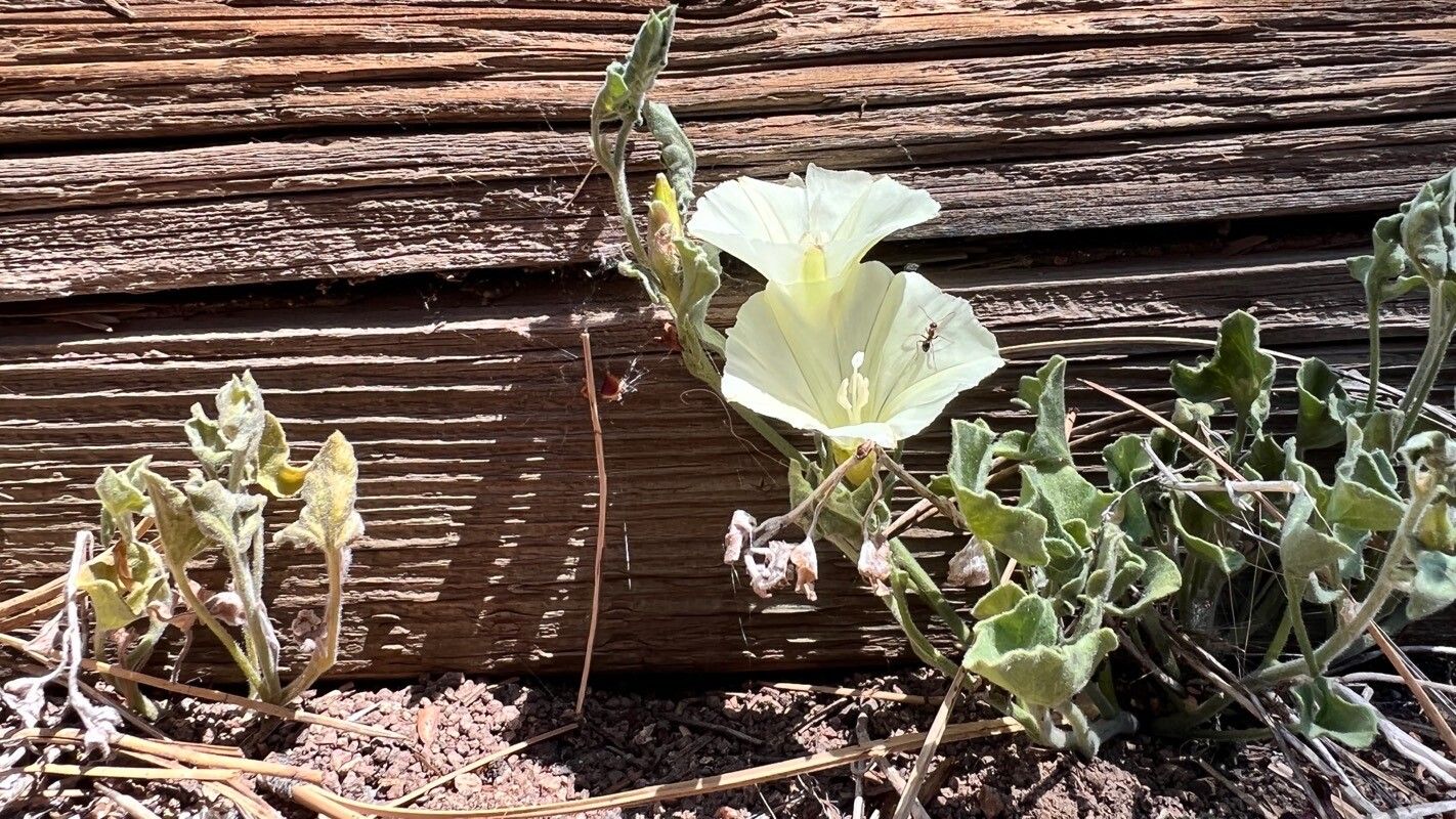 Calystegia malacophylla habit