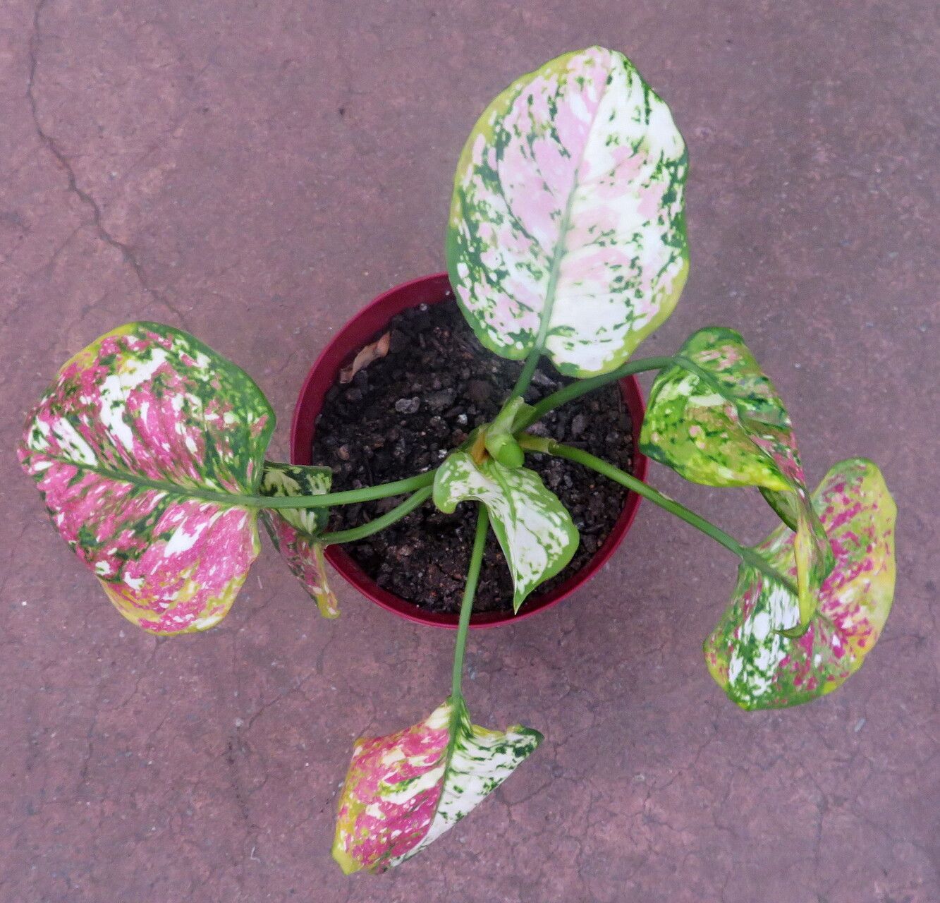 Aglaonema tricolor habit