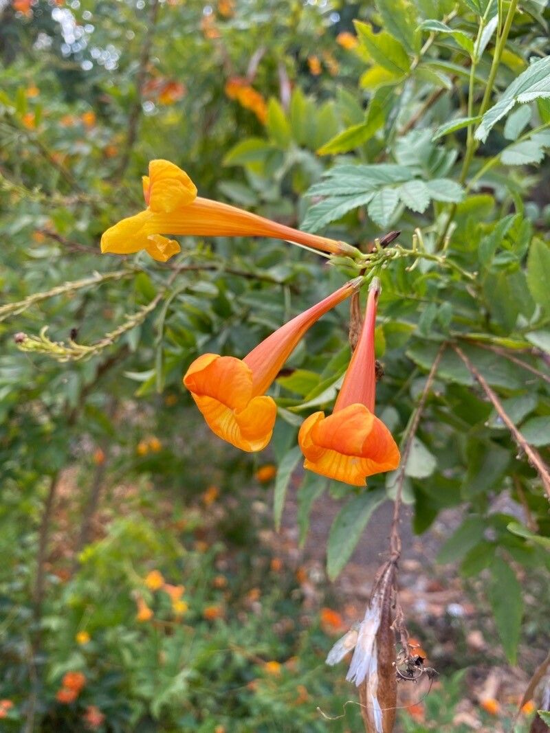 Tecoma fulva flower