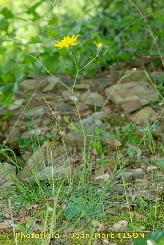 Hieracium maestum habit