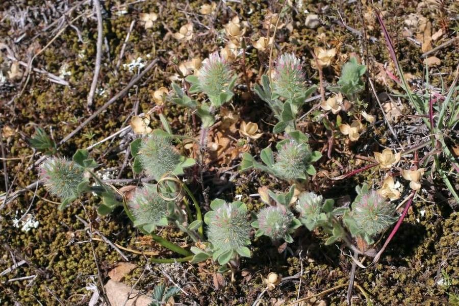 Trifolium sylvaticum other