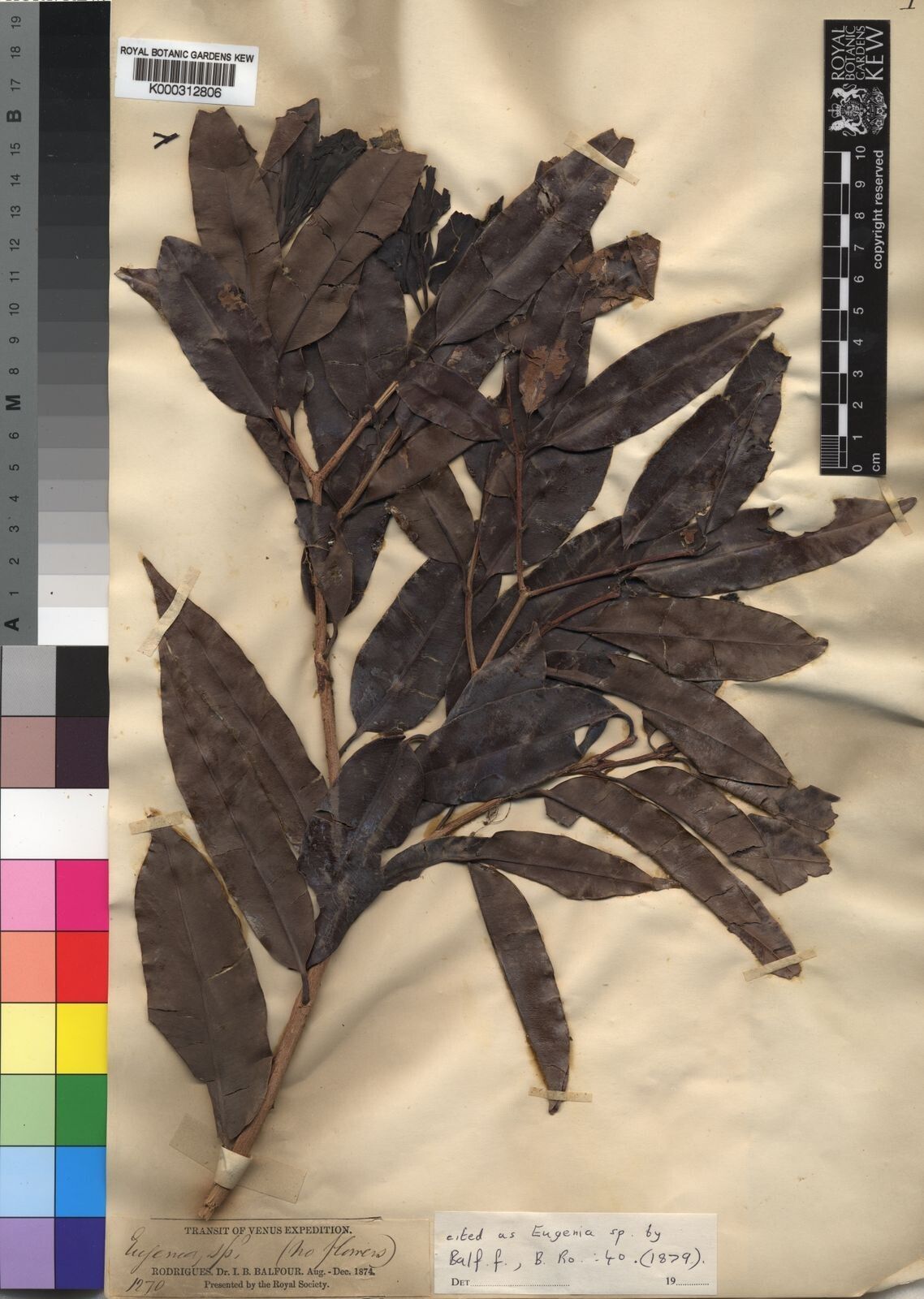 Syzygium balfourii — houseplant care guide