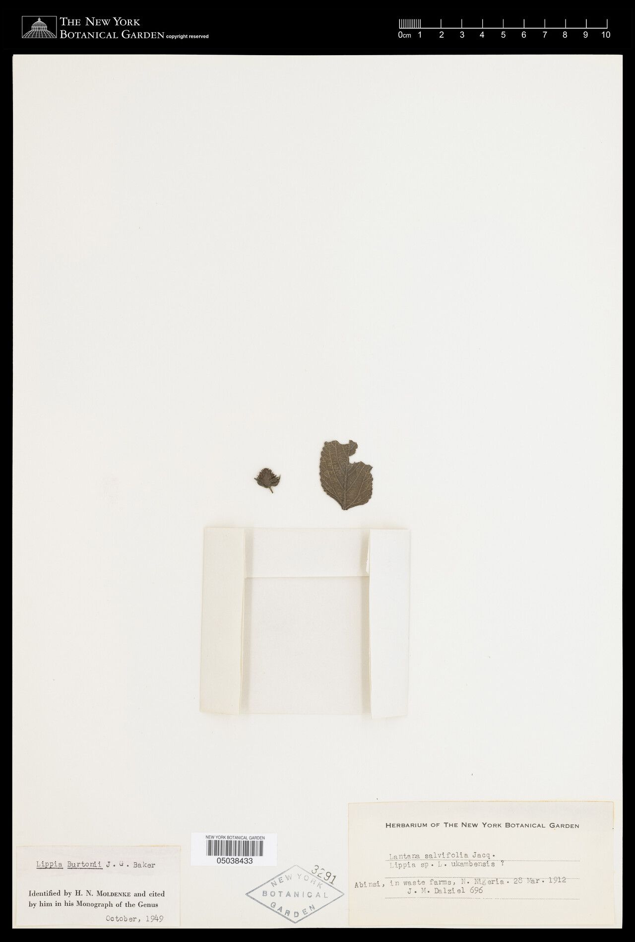 Lippia burtonii — search result for 'Lippia'