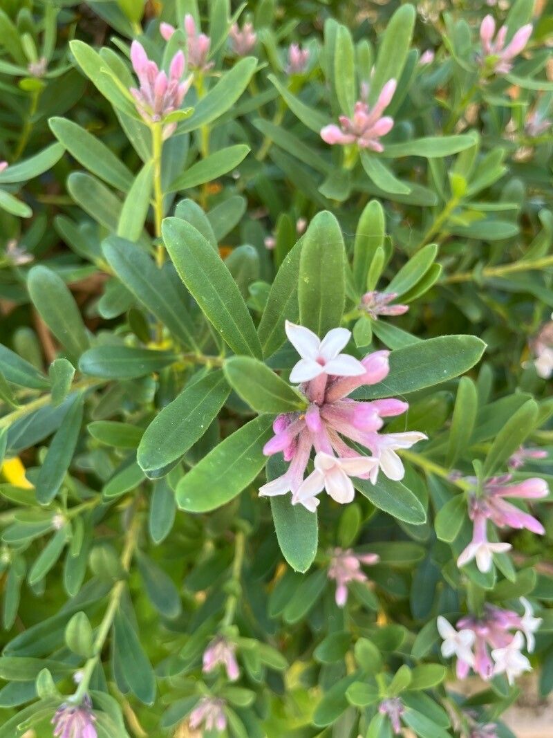 Daphne × transatlantica — search result for 'Daphne'