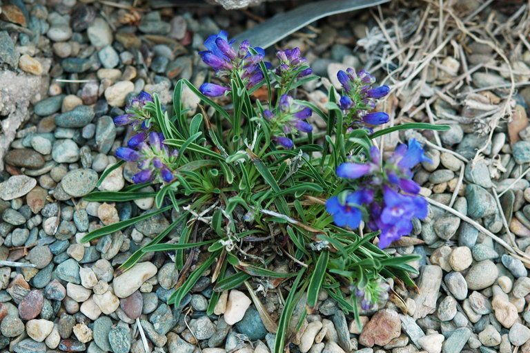 Penstemon uintahensis habit