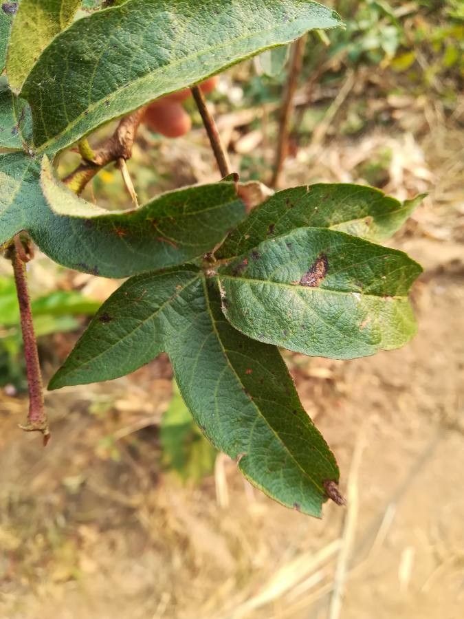 Gossypium herbaceum — search result for 'Egypt'