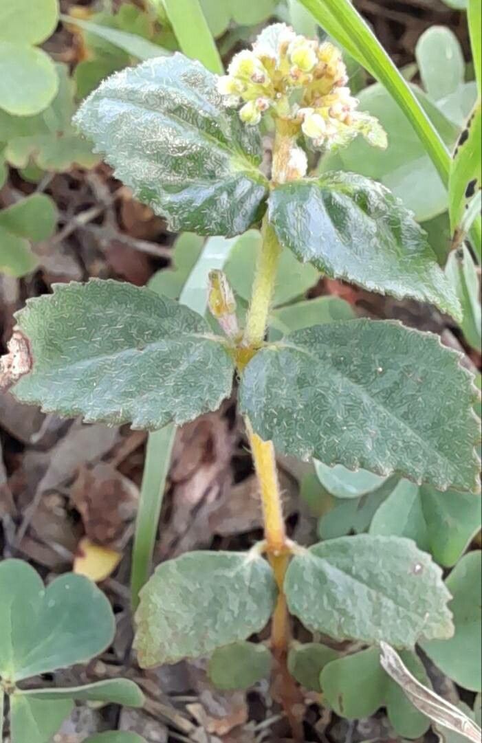 Euphorbia ophthalmica — houseplant care guide