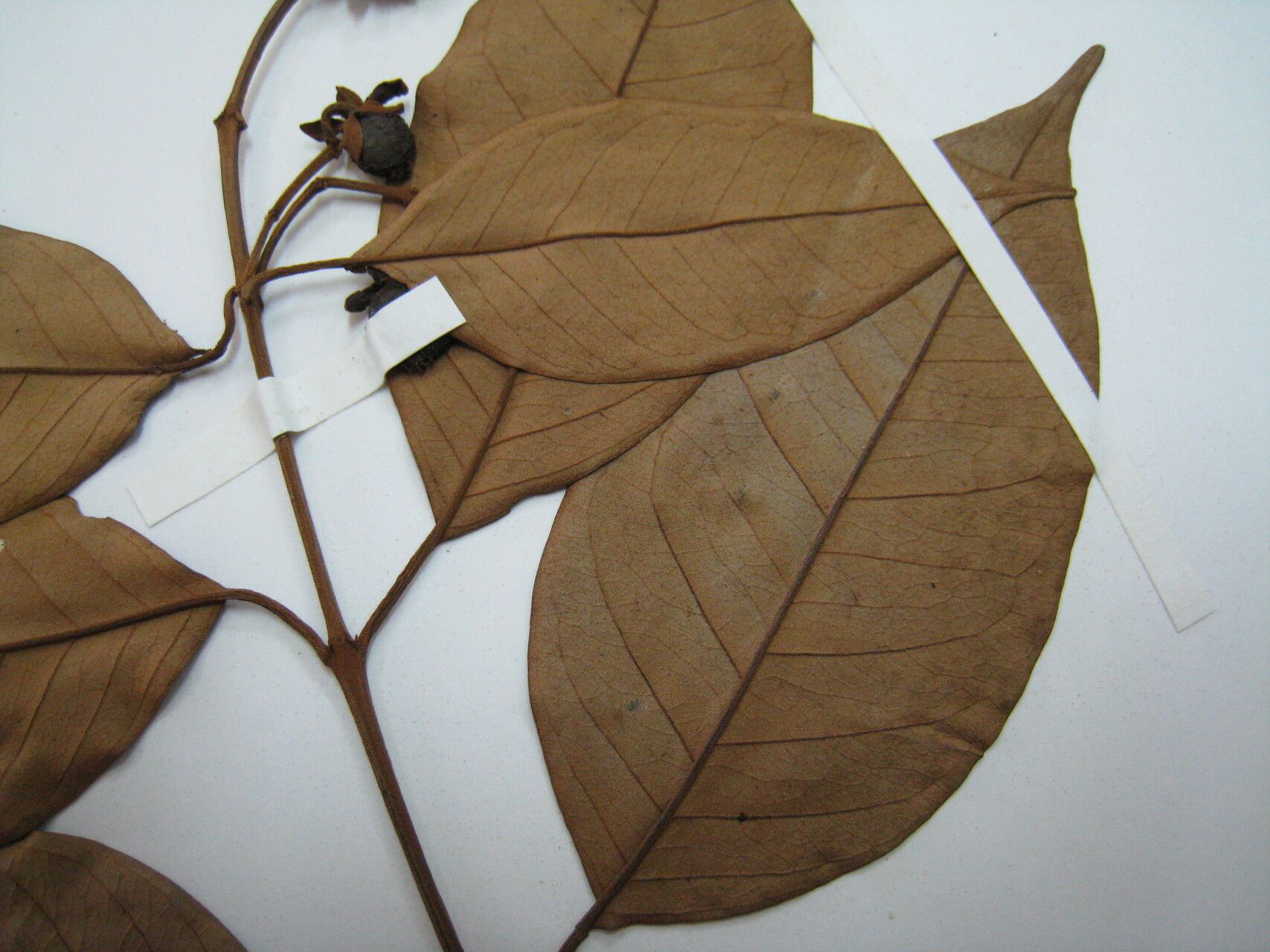 Vismia guianensis other