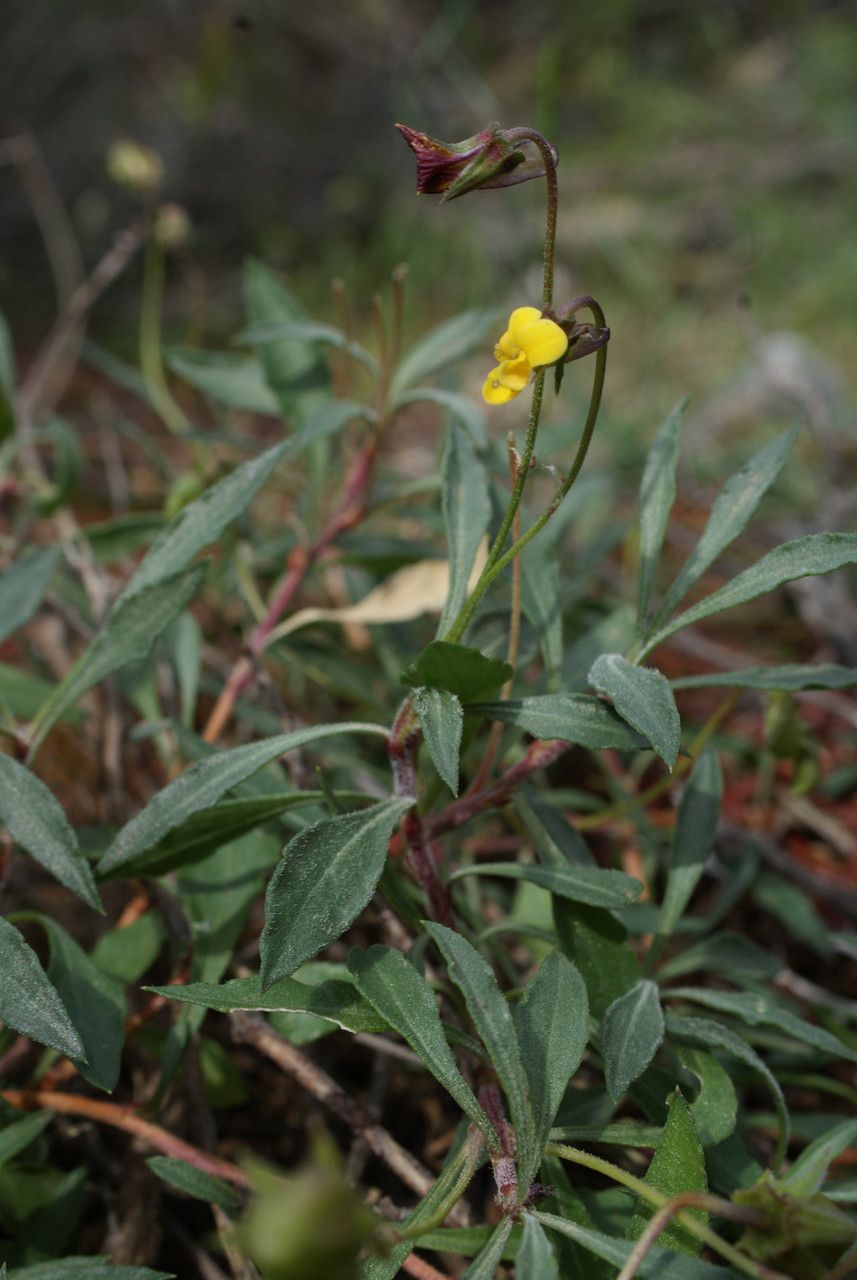 Viola scorpiuroides habit