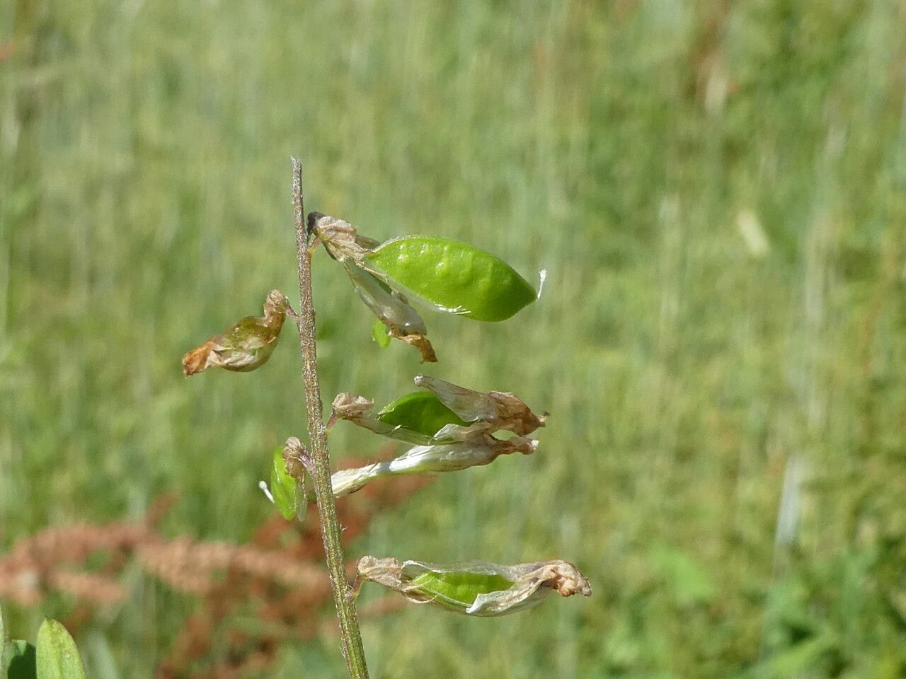 Vicia tenuifolia fruit