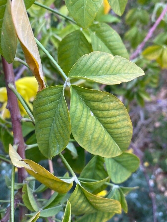 Crotalaria laburnifolia — search result for 'Thailand'