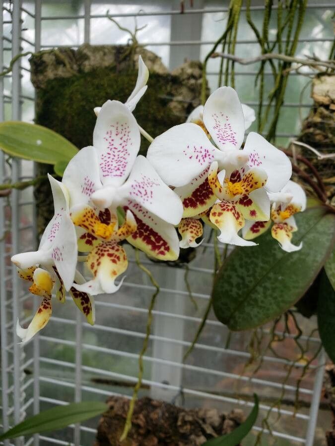 Phalaenopsis stuartiana flower