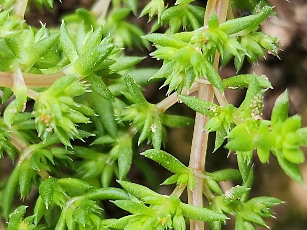 Crassula alata flower