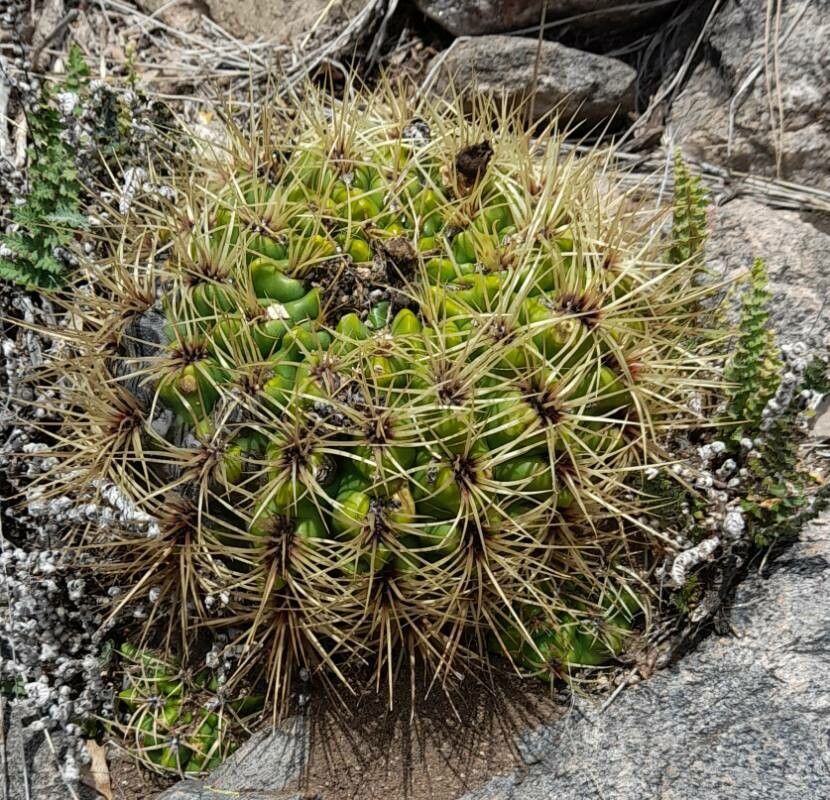 Gymnocalycium monvillei habit