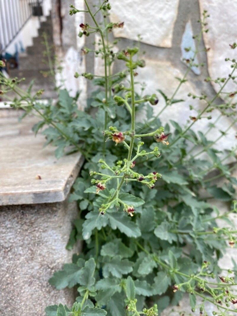 Scrophularia heterophylla flower