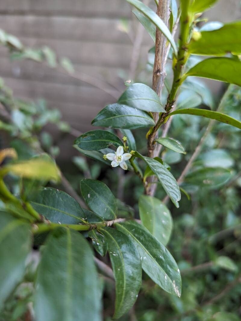 Erythroxylum emarginatum flower