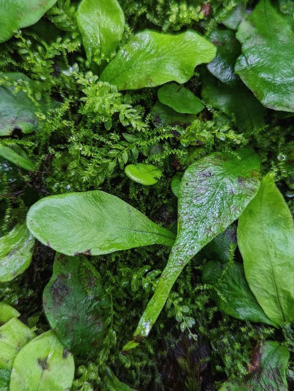 Tectaria prolifera — houseplant care guide