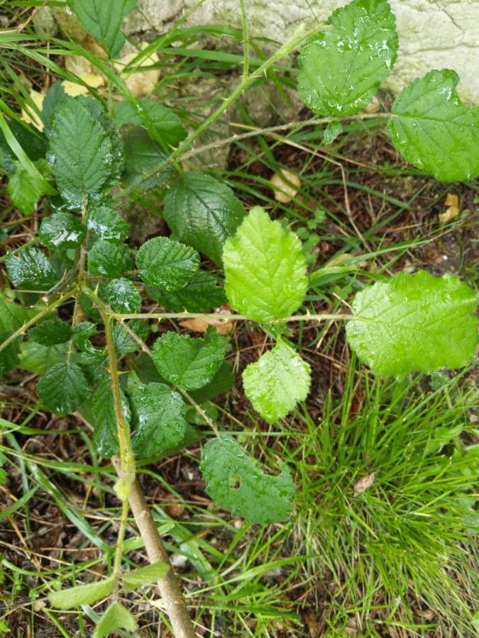Rubus elegans leaf