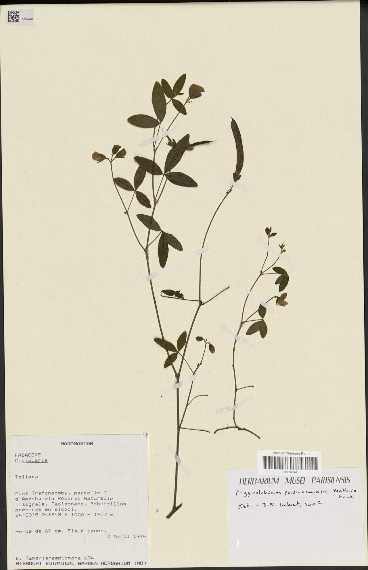 Argyrolobium pedunculare — houseplant care guide