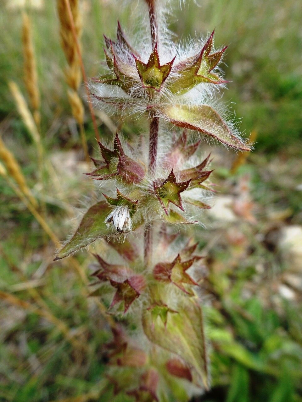 Stachys heraclea flower