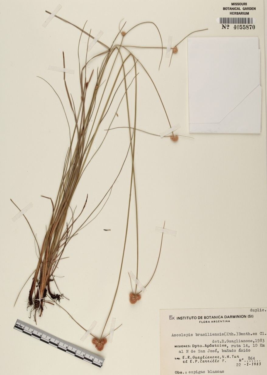 Cyperus brasiliensis — houseplant care guide