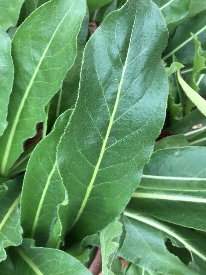 Isatis tinctoria leaf