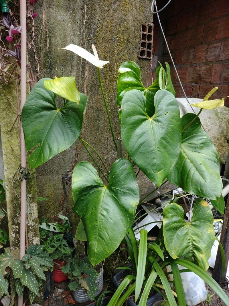 Anthurium obtusilobum flower
