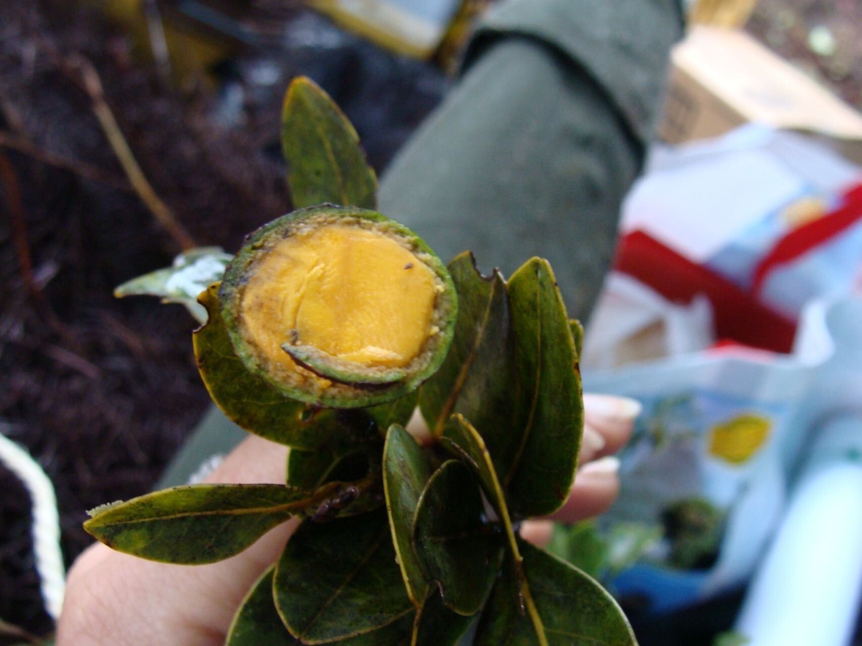 Cryptocarya adpressa fruit