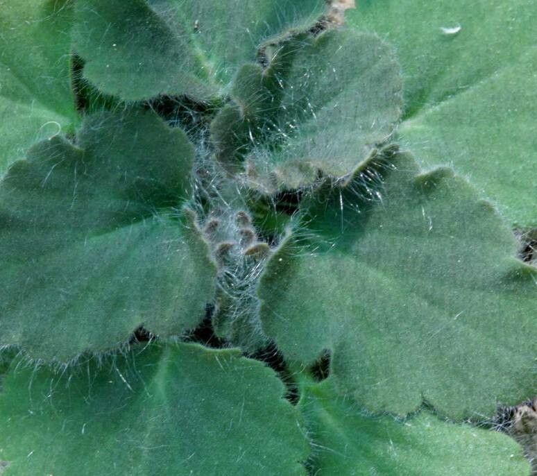 Pelargonium curviandrum — houseplant care guide