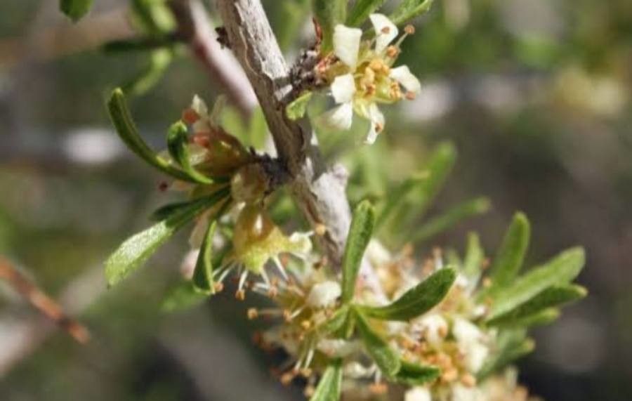 Prunus fasciculata — houseplant care guide