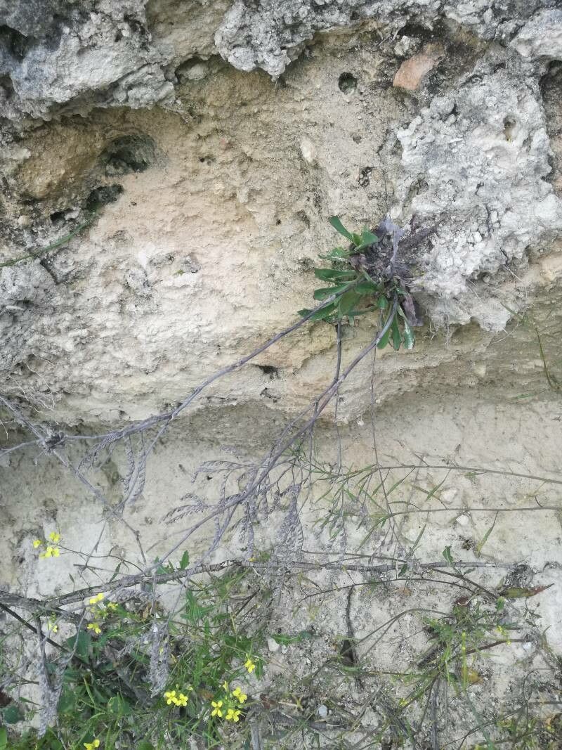 Limonium silvestrei leaf